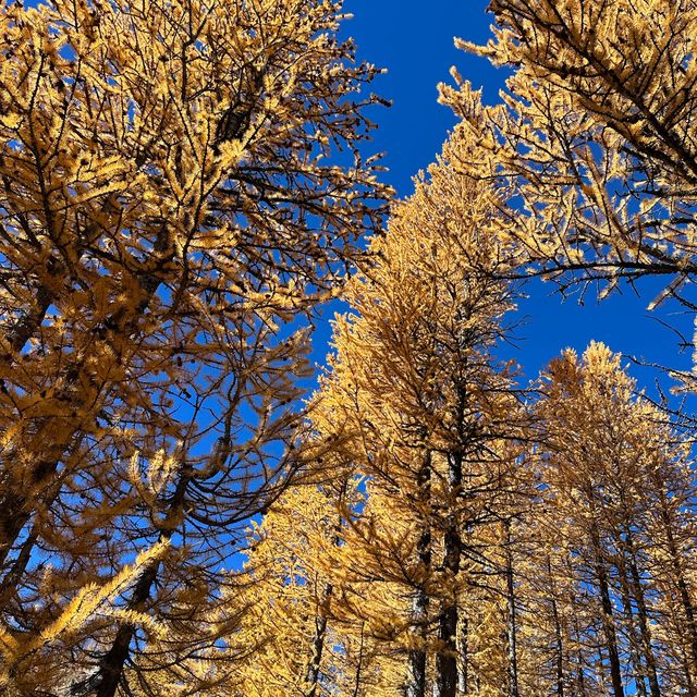 Larch Madness at Lake Ingalls 