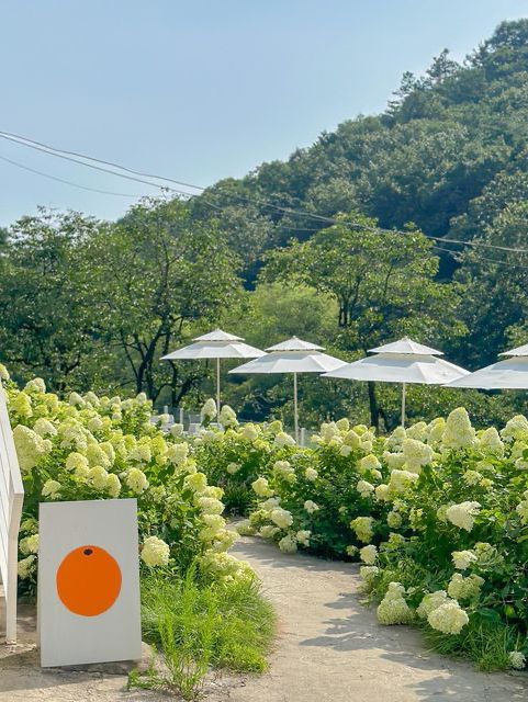 실시간 유럽 수국 가득 핀 담양 카페🍃💚 