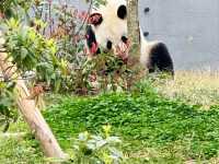 Chengdu Research Base of Giant Panda Breeding