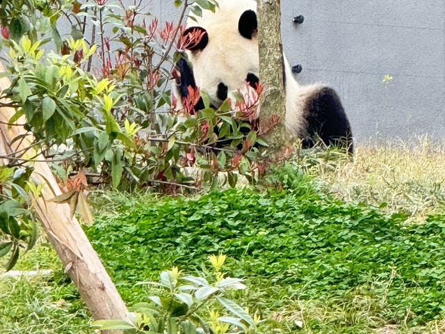 Chengdu Research Base of Giant Panda Breeding