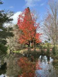 紐西蘭Rotorua 市政公園賞紅葉🍁