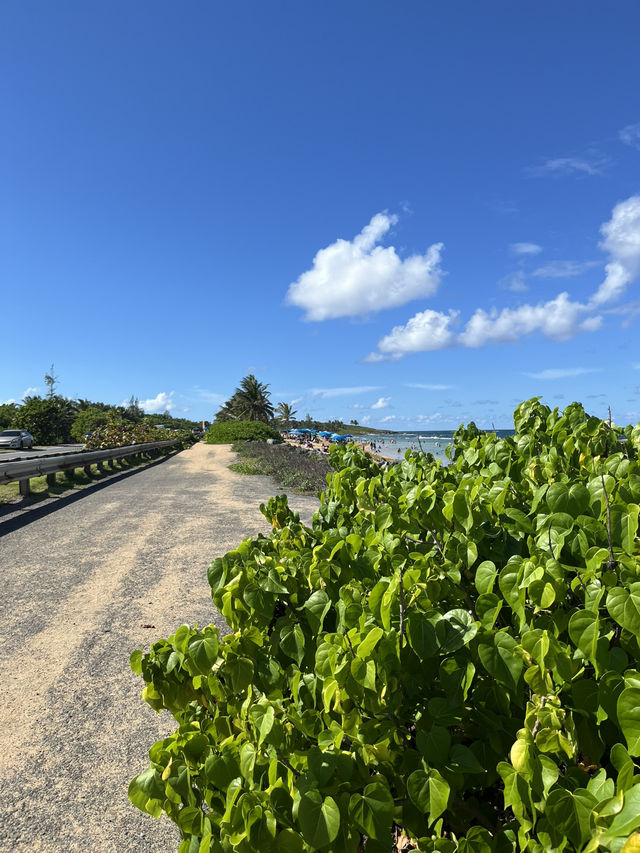 Tropical Dreamscape🌴