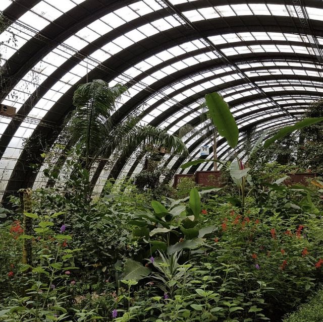 Monteverde butterfly gardens 🦋🦋