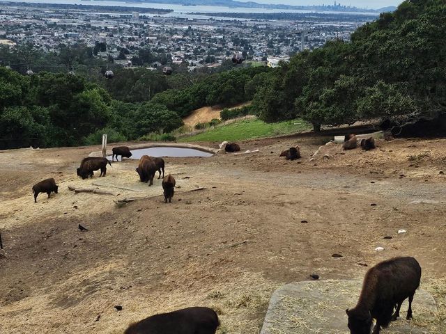 Oakland Zoo 🇺🇸