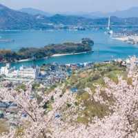 宮島和嚴島神社櫻花🌸