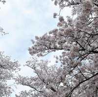 Cherry blossoms in Fukuoka 🇯🇵