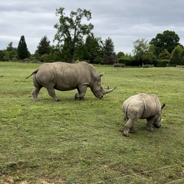 Cotswold Wildlife Park: Beautiful, spacious & intimate 