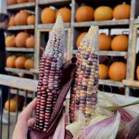 Pumpkin Marshmallow Mania: A Sweet Fall Festival
