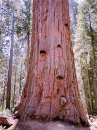 Sequoia National Park – The Ultimate Giant Tree Theme Park! 🌟🌿