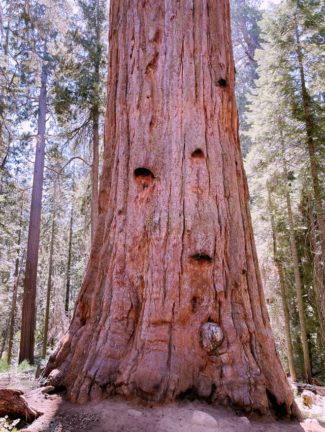 Sequoia National Park – The Ultimate Giant Tree Theme Park! 🌟🌿