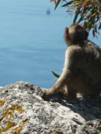 Hiking in Gibraltar: Exploring the Rock’s Scenic Trails