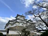 Cherry blossoms at the largest and most visited castle in Japan