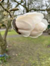 Swindon Town Gardens