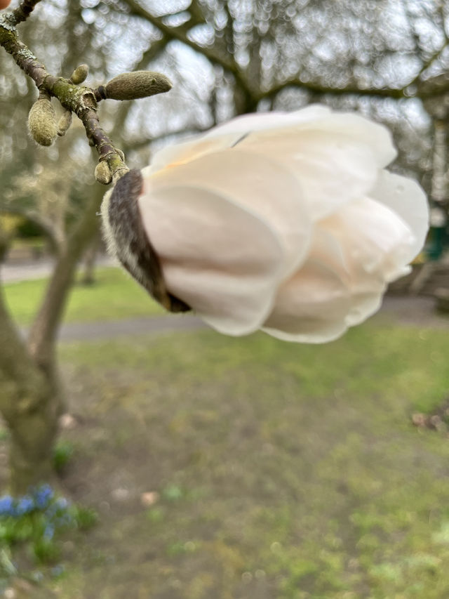 Swindon Town Gardens