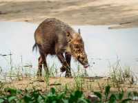 Wild Borneo Awaits: Exploring Bako National Park, Malaysia
