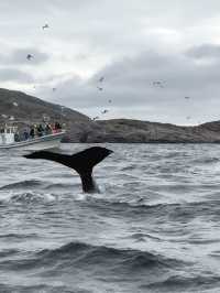 Unforgettable Arctic Adventures
