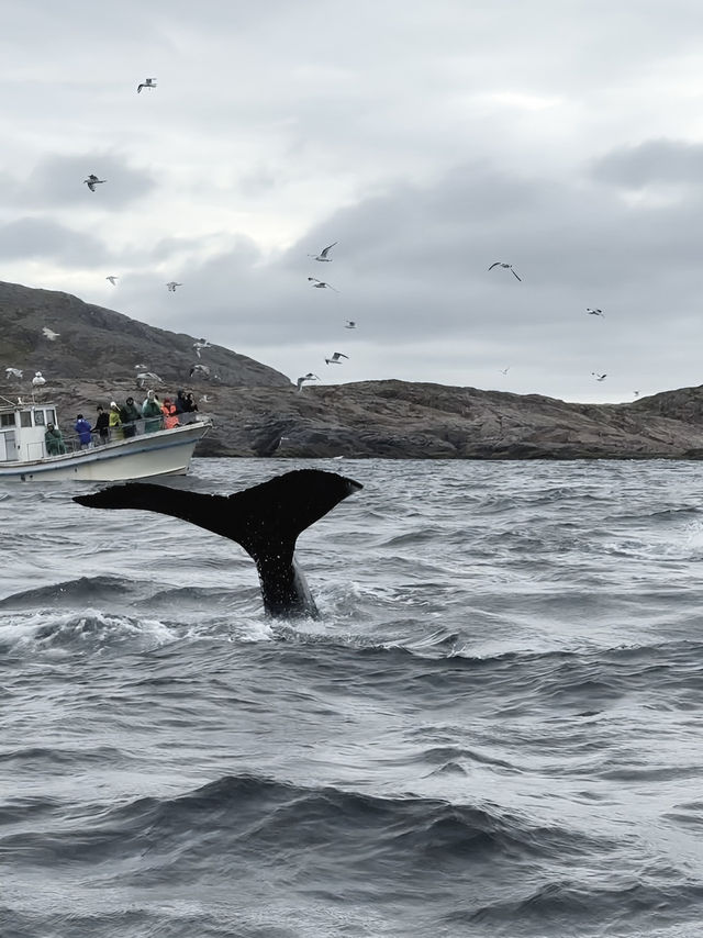 Unforgettable Arctic Adventures