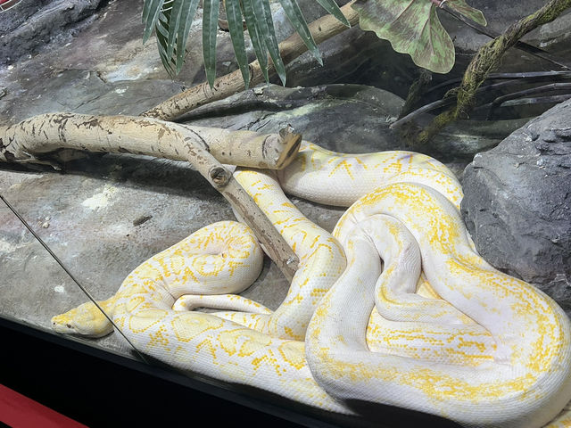 Reptiland Bucharest, Over 40 Species of Reptiles 🦎🐍