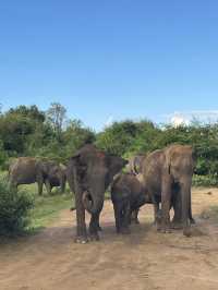 🇱🇰 Udawalawe – Where the Wild Still Roams