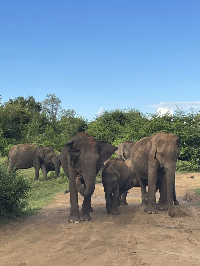 🇱🇰 Udawalawe – Where the Wild Still Roams 🇱🇰 Udawalawe – Where the Wild Still Roams