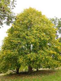 Queen’s Park in Autumn – A Symphony of Colour and Calm