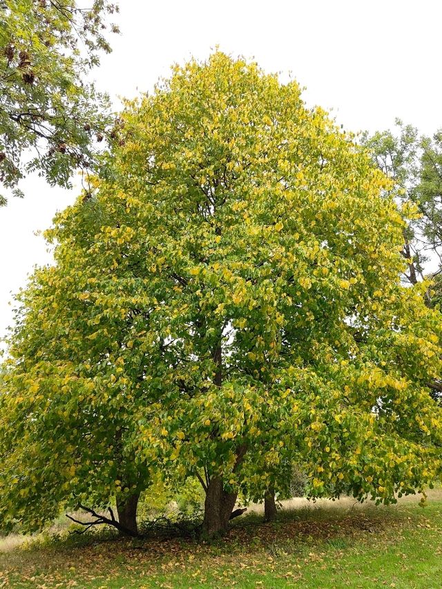 Queen’s Park in Autumn – A Symphony of Colour and Calm