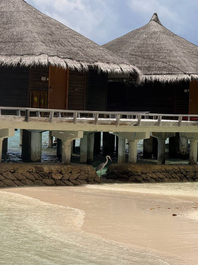 Live a dream island 🏝️ life: Kuramathi Island Resort Maldives
