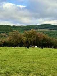 Country Stillness
