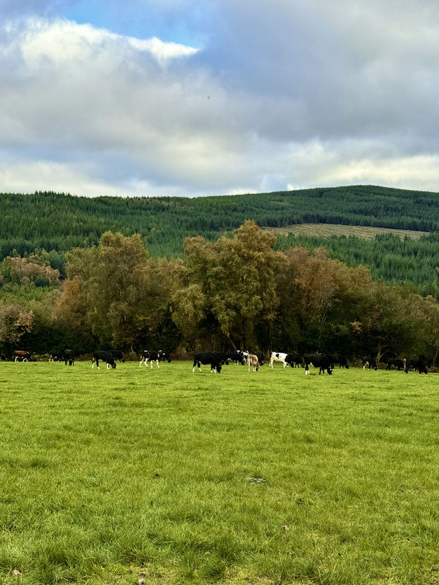 Country Stillness