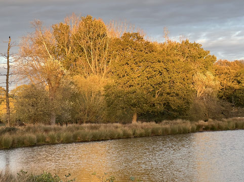 Golden Hour Walk sunset🌅 
