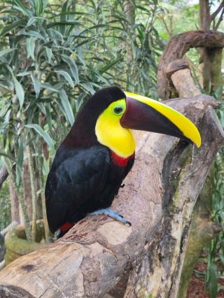 Costa Rica Guides✨