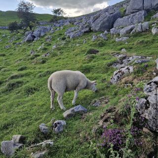 マルハムコーブ