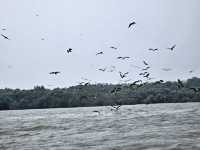 Fireflies & Blue Tears Night Tour: A Memorable Seafood Experience