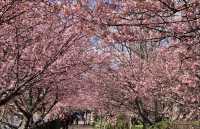 Japan's cherry blossoms are in full bloom, won't you come?