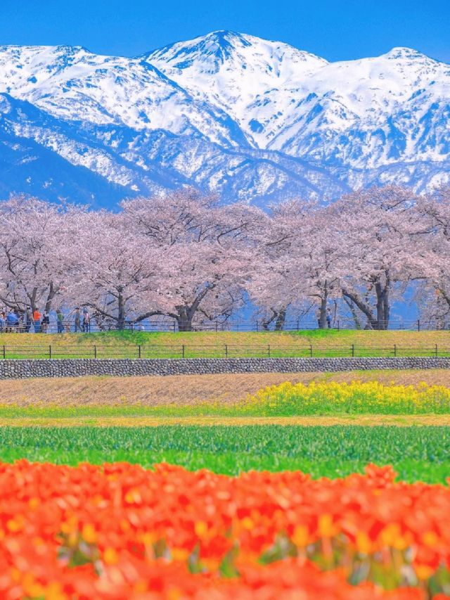 🇯🇵Unique and beautiful scenery, the spring quartet