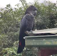 Kuranda Bird World - Cheeky and Colorful