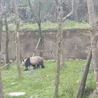 Panda Breeding Center in Dujiangyan! 🇨🇳