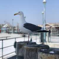 Nostalgic Beach Vibes At Redondo Beach