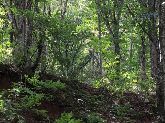 世界自然遺產日本白神山地