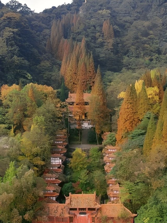 銀杏黃了｜成都周邊絕美賞景地