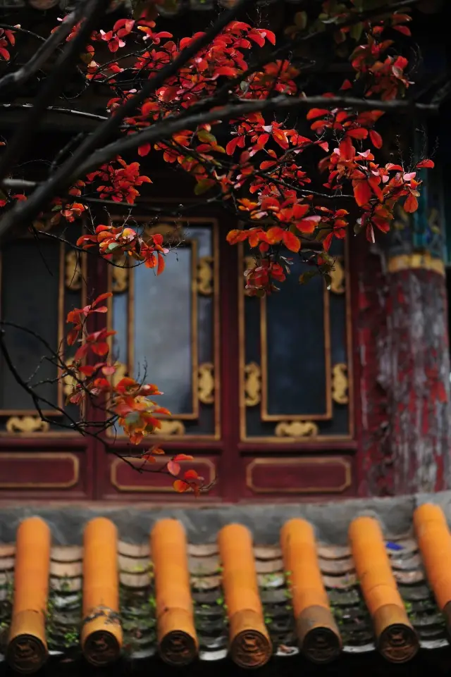 The golden autumn of Kunming Jindian is full of stories