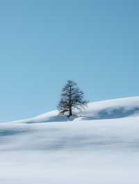 白哈巴在世界的盡頭遇見最孤獨的樹