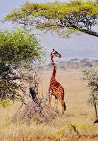 塞倫蓋蒂大草原——非洲大草原上的自然奇觀！