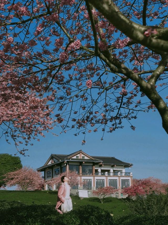 坐粉紅色小火車宮赴福建最美賞櫻之地 坐粉紅色小火車宮赴福建最美賞櫻之地