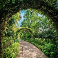 新加坡遊玩推薦丨國家蘭花園