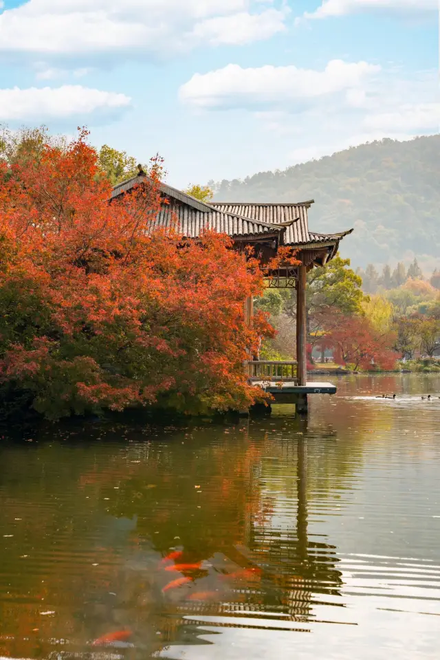 Enjoy the autumn scenery of West Lake, the actual shooting location strategy for viewing fish in Huagang and maple leaves