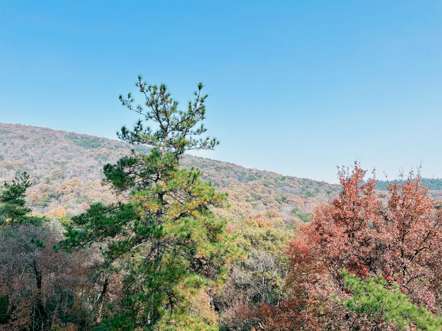 11月底的靈谷寺