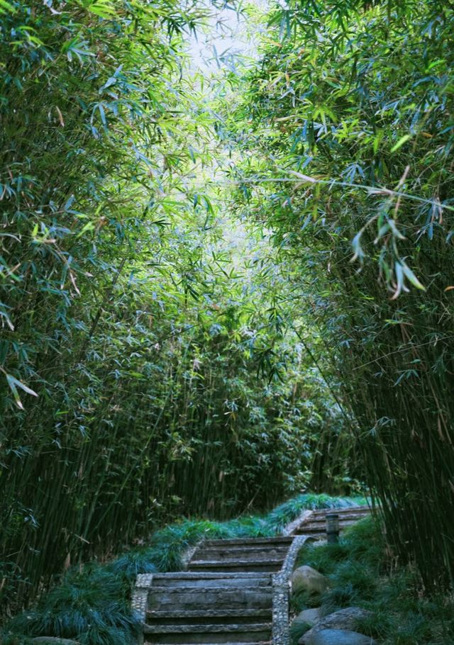 藏在身邊的夢中綠野仙蹤