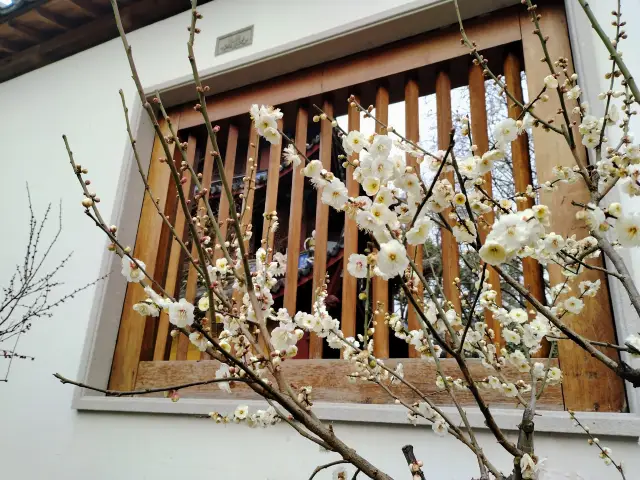 Seeking Plum Blossoms