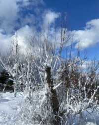 煙台養馬島風雪之後景色美爆了！